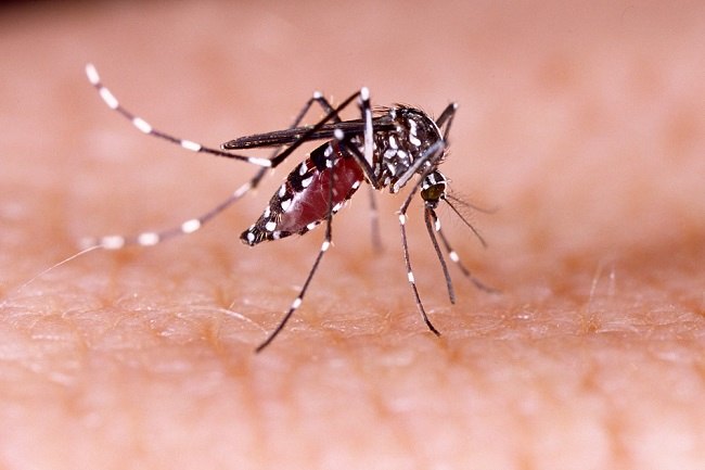 Menyedari Ciri-ciri Nyamuk Aedes Aegypti yang Menyebabkan Demam Denggi