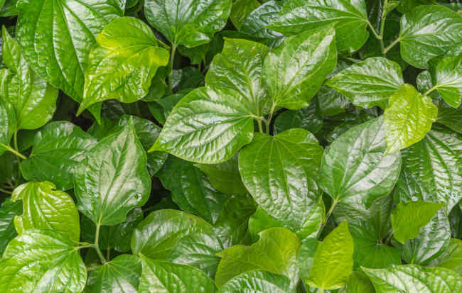 6 فوائد من نبات التنبول الأحمر للصحة