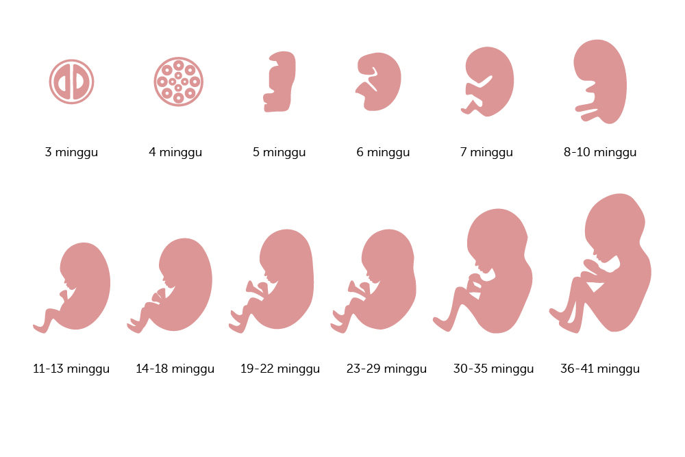 هذا هو تطور الجنين في الرحم من أسبوع لآخر
