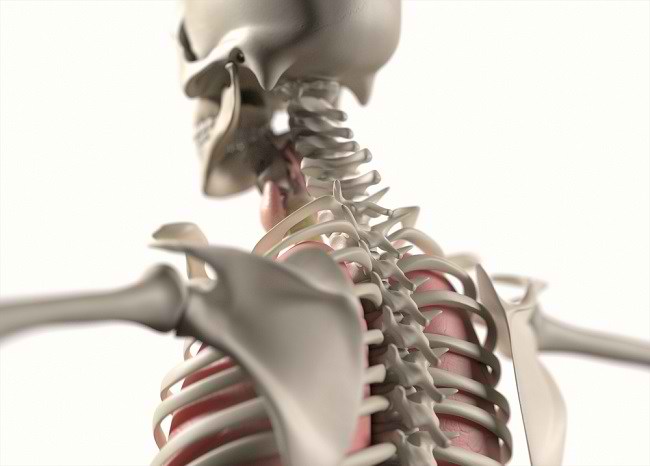 人間の骨格系を理解する